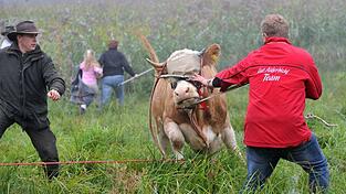 Die Kuh Yvonne fl&uuml;chtete vor dem Schlachter.