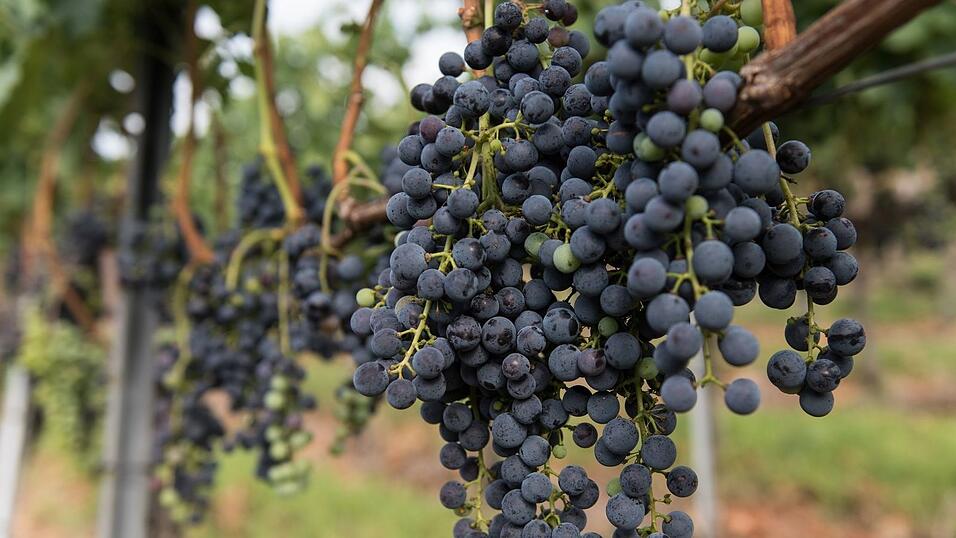 Die Merlot-Anbaufläche ist 2025 gegen den Trend gewachsen. (Symbolbild) Die Merlot-Anbaufläche ist 2025 gegen den Trend gewachsen. (Symbolbild)