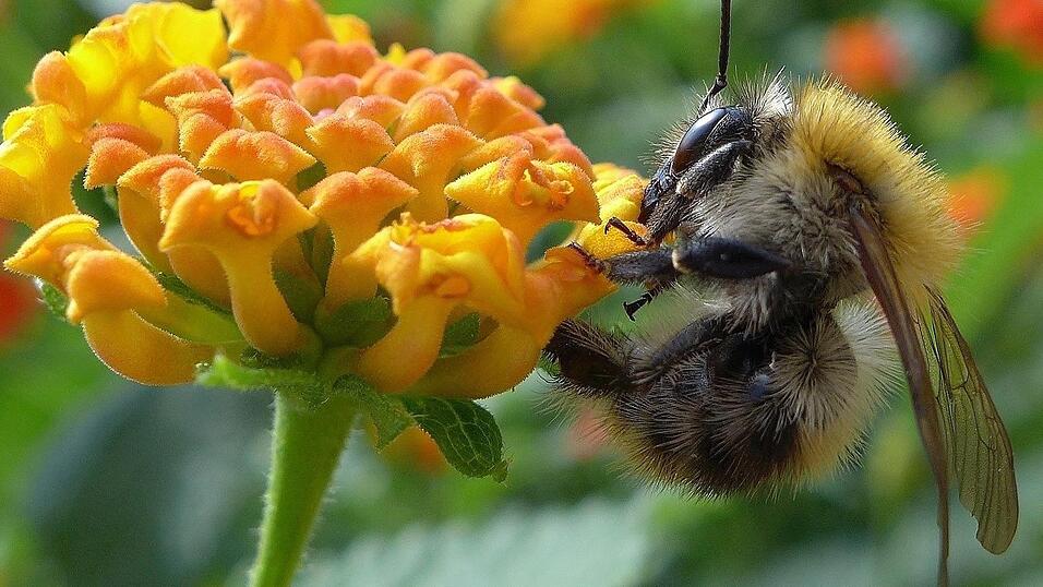 Ziel der Aktion ist es, heimische Hummelarten zu fotografieren, per App zu bestimmen und zu melden, um wichtige Daten zu ihrer Verbreitung und Häufigkeit zu sammeln. Ziel der Aktion ist es, heimische Hummelarten zu fotografieren, per App zu bestimmen und zu melden, um wichtige Daten zu ihrer Verbreitung und Häufigkeit zu sammeln.