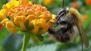 Ziel der Aktion ist es, heimische Hummelarten zu fotografieren, per App zu bestimmen und zu melden, um wichtige Daten zu ihrer Verbreitung und Häufigkeit zu sammeln. Ziel der Aktion ist es, heimische Hummelarten zu fotografieren, per App zu bestimmen und zu melden, um wichtige Daten zu ihrer Verbreitung und Häufigkeit zu sammeln.