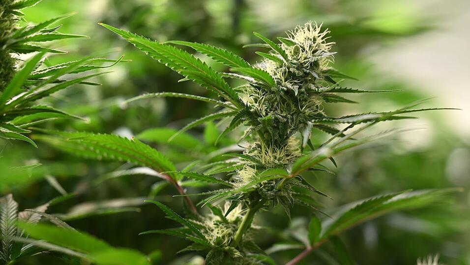 Vereine können seit dem 1. Juli 2024 Anträge für Cannabis-Anbauvereinigungen stellen. (Symbolbild) Vereine können seit dem 1. Juli 2024 Anträge für Cannabis-Anbauvereinigungen stellen. (Symbolbild)