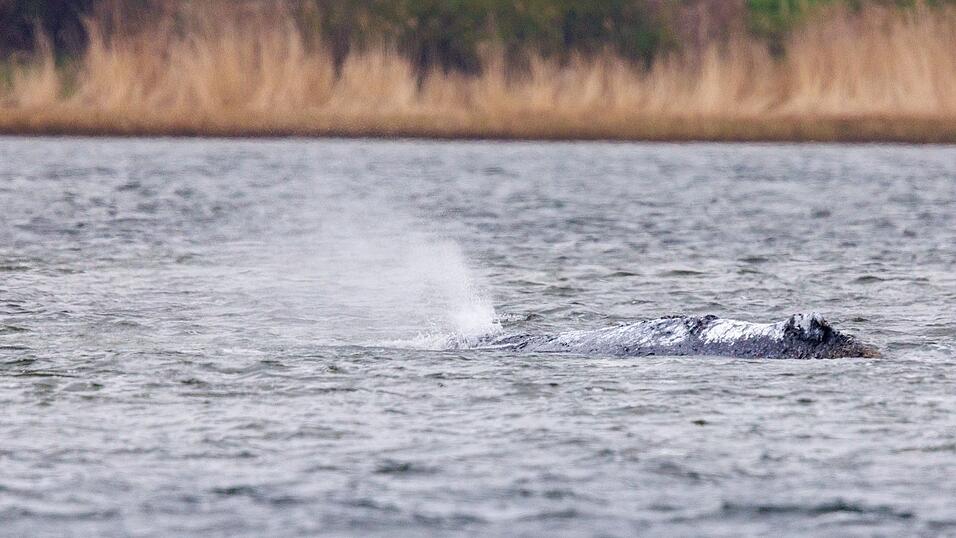 Der vor Poel liegende Buckelwa&ouml; bl&auml;st Atemluft aus.