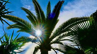 Eine Palme auf dem Autoanhänger löste am Sonntagmittag mit einer Höhe von 4,70 Metern am Tunnel Wimpasing die automatische Höhenkontrolle aus. (Symbolbild)