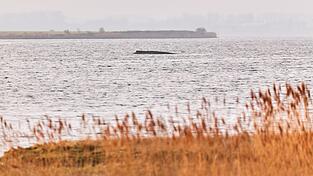 Der Wal liegt auf einer Sandbank vor der Insel Poel.