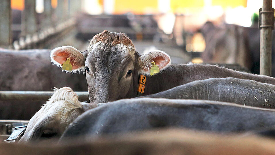 Amtsveterinäre fordern mehr Personal, um besser kontrollieren zu können, ob es den Tieren gut geht. Amtsveterinäre fordern mehr Personal, um besser kontrollieren zu können, ob es den Tieren gut geht.