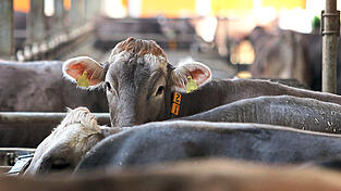 Amtsveterin&auml;re fordern mehr Personal, um besser kontrollieren zu k&ouml;nnen, ob es den Tieren gut geht.