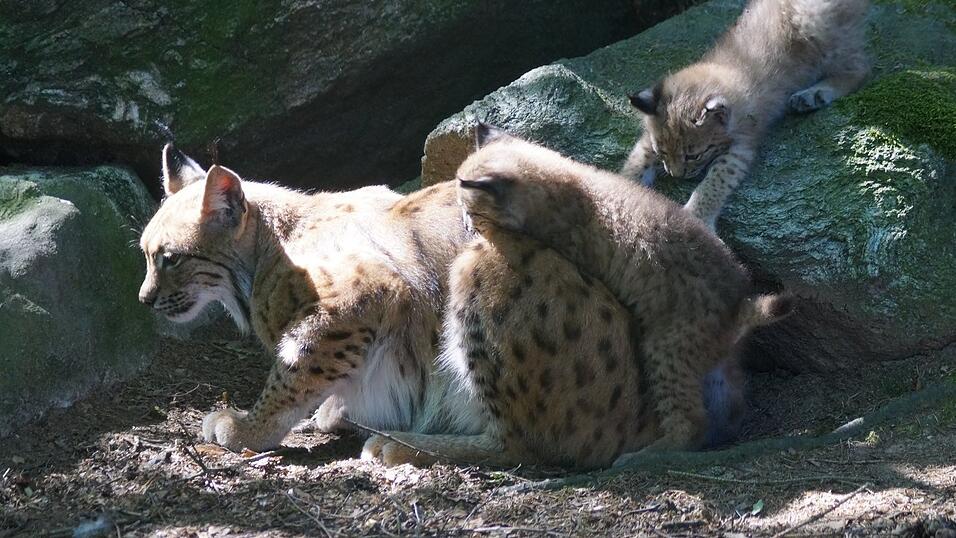 Die jungen Pinselohren sind Publikumslieblinge.
