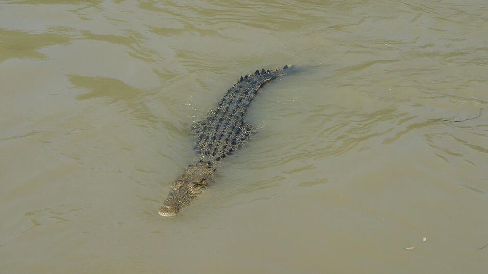 Unz&auml;hlige Salzwasserkrokodile leben im Norden Australiens. (Archivbild)