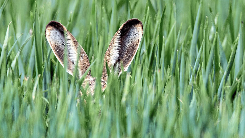 Neben Hasen und Kaninchen sind besonders Mäuse, Ratten oder Eichhörnchen gefährdet - aber eben auch fleischfressende Haustiere wie Hunde und Katzen.