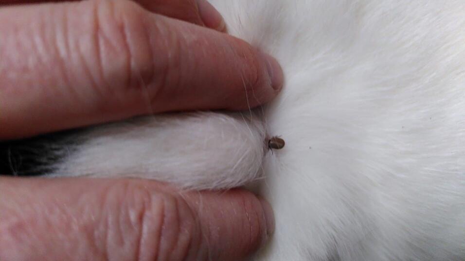 Nicht nur Menschen k&ouml;nnen sich durch Zecken mit Krankheiten infizieren - auch unsere Vierbeiner kann es erwischen. Die Tiere sollten daher regelm&auml;&szlig;ig auf die kleinen Blutsauger kontrolliert werden.