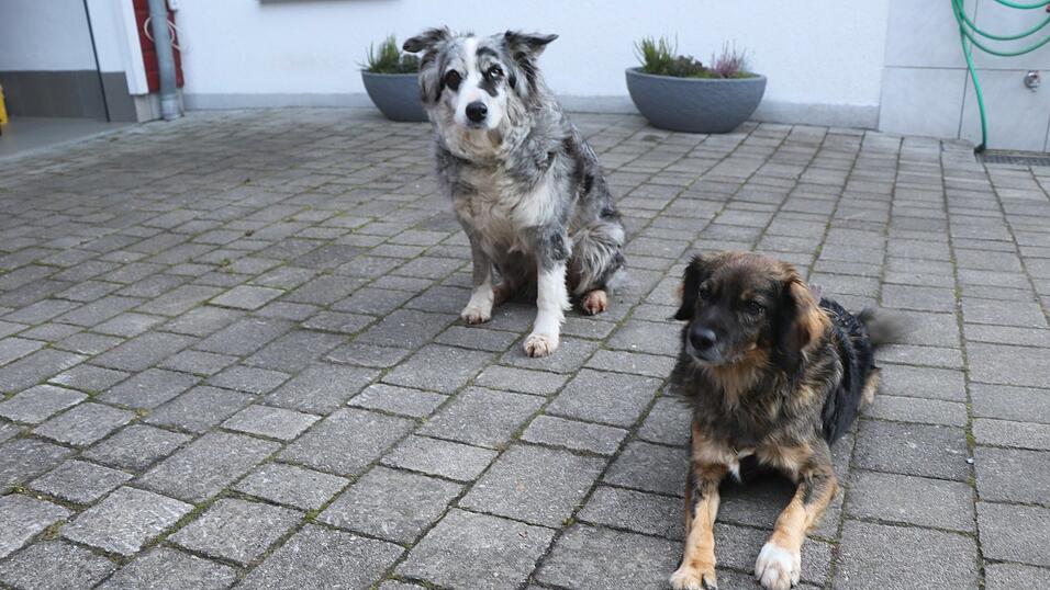 Mona (links) und Paul sind gesund und geimpft. Viel Bewegung an der frischen Luft hält die beiden Vierbeiner fit. Hundehalter, deren Hunde Husten haben, sollten Hundeschulen und -plätze einige Zeit meiden. Derzeit gibt es viele Fälle von Zwingerhusten, der hoch ansteckend ist. Mona (links) und Paul sind gesund und geimpft. Viel Bewegung an der frischen Luft hält die beiden Vierbeiner fit. Hundehalter, deren Hunde Husten haben, sollten Hundeschulen und -plätze einige Zeit meiden. Derzeit gibt es viele Fälle von Zwingerhusten, der hoch ansteckend ist.