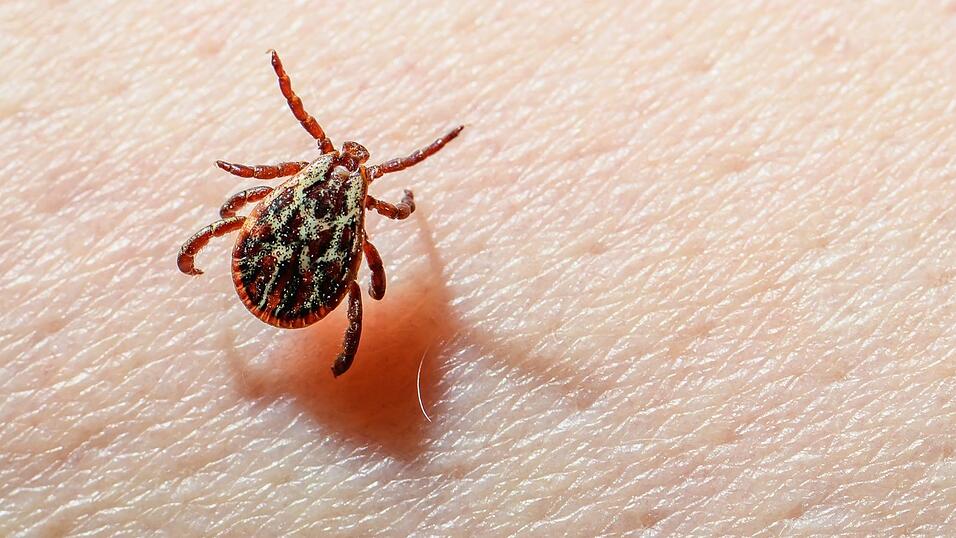 Eine Auwaldzecke (Dermacentor reticulatus) kann FSME &uuml;bertragen. (Archivbild)