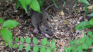 Viele Menschen haben Angst vor Ratten. (Archivbild)