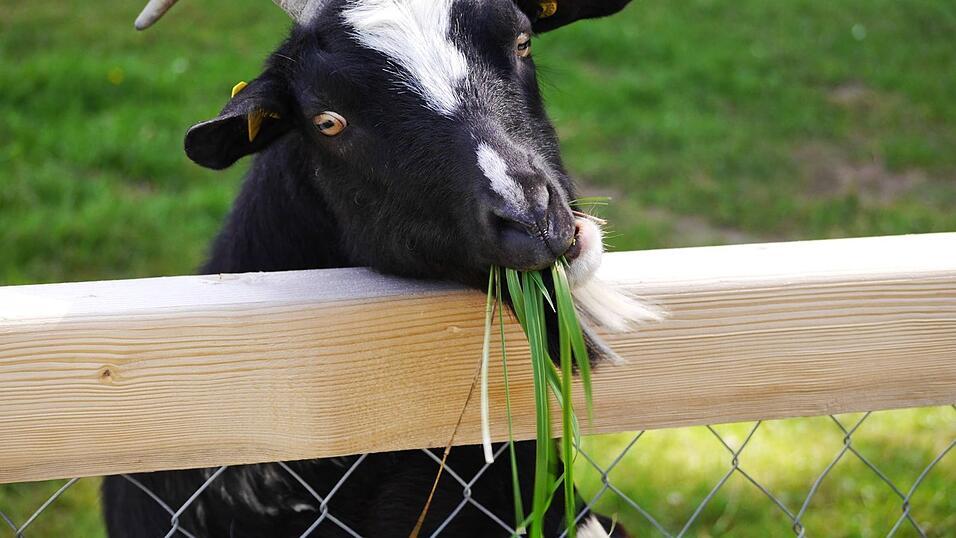 Im Erlebnispark Volgsam gibt es viele Tiere zu sehen und zu streicheln. Im Erlebnispark Volgsam gibt es viele Tiere zu sehen und zu streicheln.