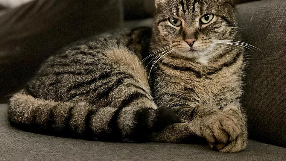 Aton aus der Dr.-Hei&szlig;-Stra&szlig;e ist eine von f&uuml;nf Katzen, die innerhalb von zwei Monaten in der Gegend rund um den Friedhof St. Michael verschwunden sind. Er wurde vergangene Woche tot und verst&uuml;mmelt gefunden.