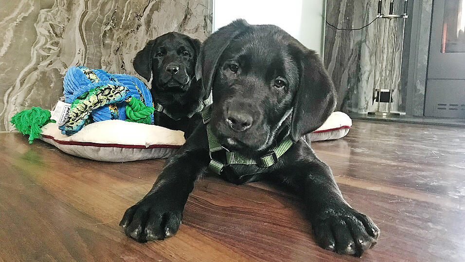 Der kleine süße 'Balou' (rechts vorne) ist aktuell ein Kandidat für einen Paten. Wer könnte diesem Hundeblick widerstehen? Bedarf an Paten besteht übrigens fortwährend.