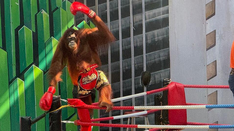 Siegerpose eines Orang-Utans &ndash; aber Gewinner sind nur die Betreiber.