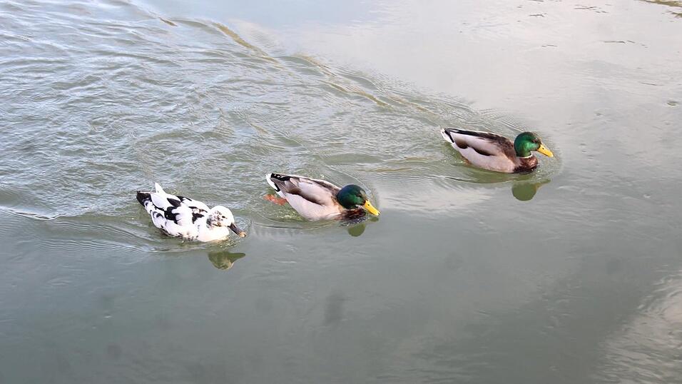 Bei Sonnenschein macht ein Stadtspaziergang gleich noch viel mehr Spaß. Bei Sonnenschein macht ein Stadtspaziergang gleich noch viel mehr Spaß.