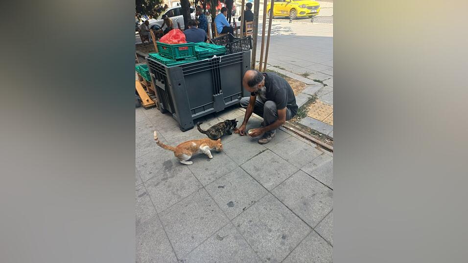 Man trifft sie wirklich überall an: Katzen in Istanbul.