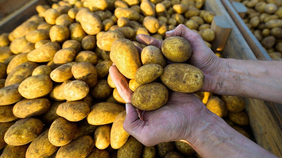 Ein Landwirt hält frisch geerntete Kartoffeln in den Händen.