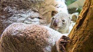 Ein kleines Koala-Jungtier wächst im Zoo Leipzig heran. Ein kleines Koala-Jungtier wächst im Zoo Leipzig heran.