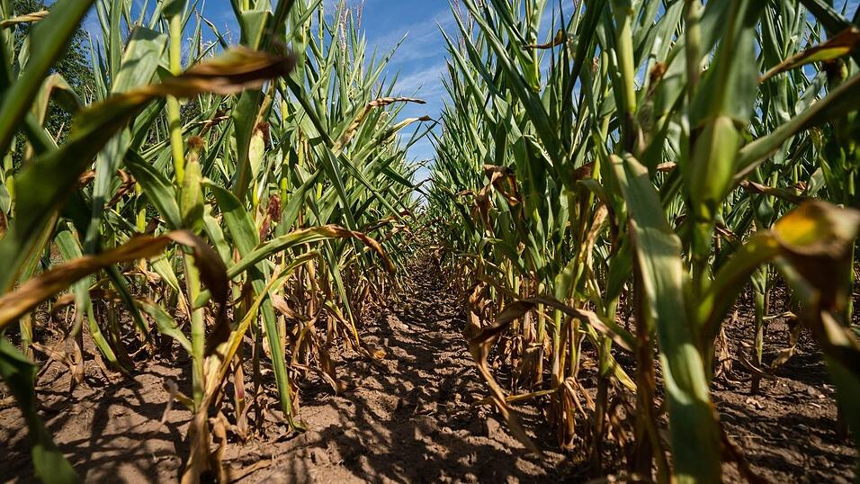 Mais wird in Bayern vor allem als Tierfutter oder für Biogasanlagen verwendet. (Archivbild) Mais wird in Bayern vor allem als Tierfutter oder für Biogasanlagen verwendet. (Archivbild)
