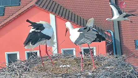 Sissi und Franz demonstrieren Entschlossenheit, ihren Horst auch in diesem Jahr wieder zu verteidigen.