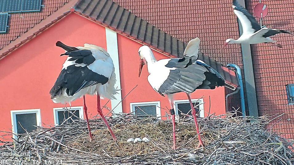 Sissi und Franz demonstrieren Entschlossenheit, ihren Horst auch in diesem Jahr wieder zu verteidigen.