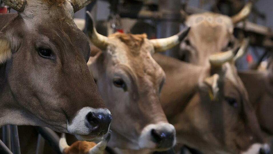Wegen quälerischer Tiermisshandlung verurteilt das Amtsgericht Obernburg einen Landwirt. (Symbolbild) Wegen quälerischer Tiermisshandlung verurteilt das Amtsgericht Obernburg einen Landwirt. (Symbolbild)