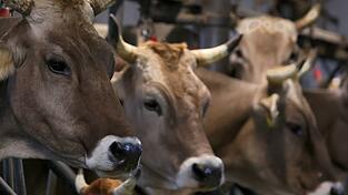 Wegen quälerischer Tiermisshandlung verurteilt das Amtsgericht Obernburg einen Landwirt. (Symbolbild)