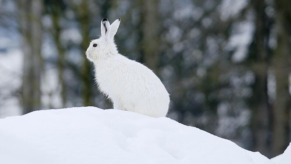 Der Klimawandel macht dem Schneehasen zu schaffen.