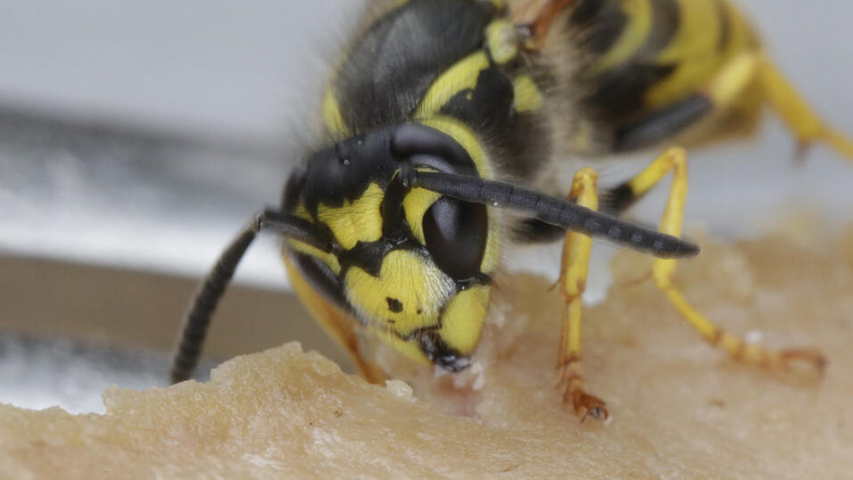 Die Deutsche Wespe hat auf der gelben Frontplatte am Kopf zwischen den Augen meist drei kleine einzelne Punkte.&nbsp;