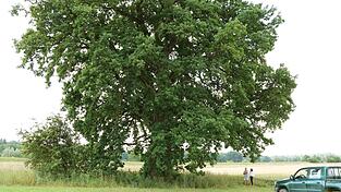 Menschen wirken winzig neben der stattlichen Eiche nördlich der Laber beim Gut Puchhof. Für Baronin von Maffei und ihren Mitarbeiter H. Mugrauer ist der Baum nach wie vor ein überwältigender Anblick.