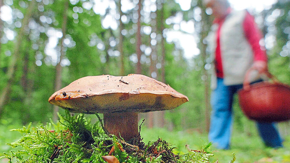 Beim Schwammerlsuchen ist Vorsicht geboten: Neben gut vertr&auml;glichen Pilzen k&ouml;nnen auch giftige im Korb landen.