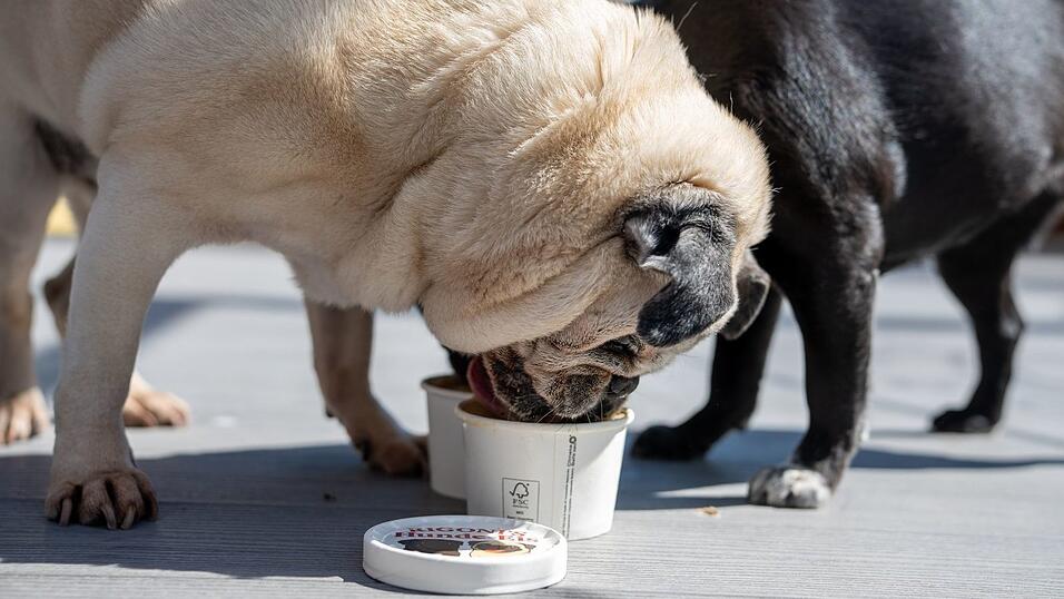 Das Eis wird ohne Zucker und ohne Laktose hergestellt. Das Eis wird ohne Zucker und ohne Laktose hergestellt.