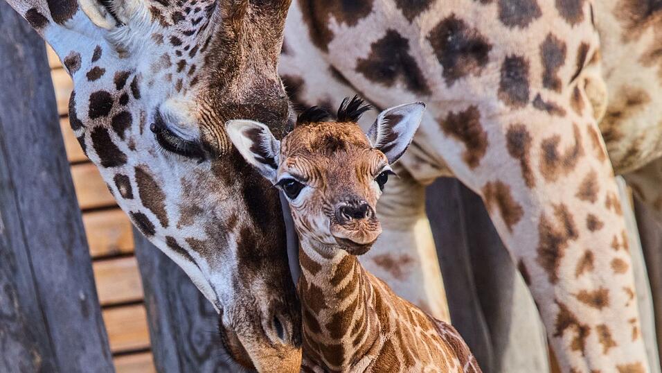 Nubische Giraffen gehören zu den stark bedrohten Tierarten. Nubische Giraffen gehören zu den stark bedrohten Tierarten.