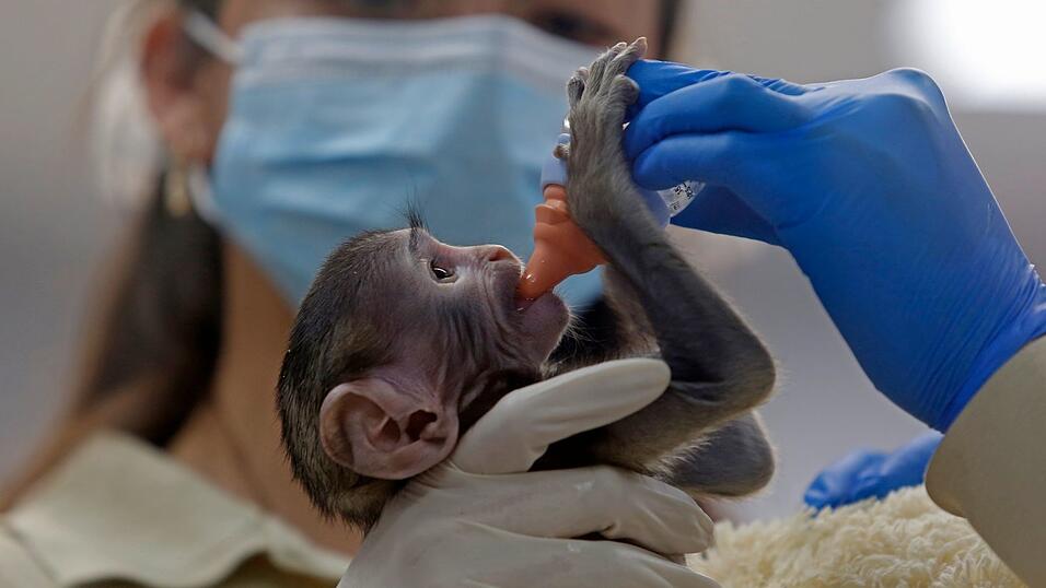 Baby Yuji wird von Pflegern im Zoo der Stadt Guadalajara versorgt.