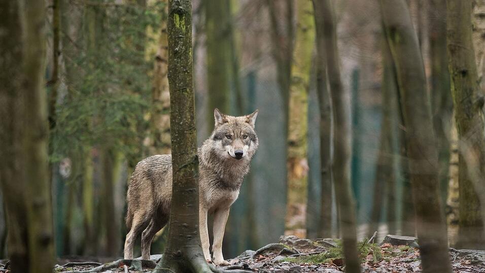 Mit gemischten Gef&uuml;hlen starten die bayerischen &Auml;lpler in die Saison. Sie f&uuml;rchten Wolfsrisse auf den Alpen und Almen. (Archivbild)