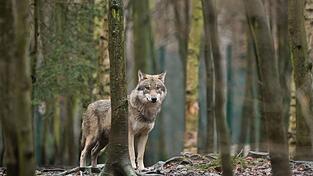 Mit gemischten Gef&uuml;hlen starten die bayerischen &Auml;lpler in die Saison. Sie f&uuml;rchten Wolfsrisse auf den Alpen und Almen. (Archivbild)