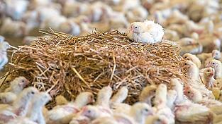 Grünes Licht gegeben: Die Entenmastanlage in Obersüßbach wird sich bald auch für Hähnchen eignen. (Symbolbild) Grünes Licht gegeben: Die Entenmastanlage in Obersüßbach wird sich bald auch für Hähnchen eignen. (Symbolbild)