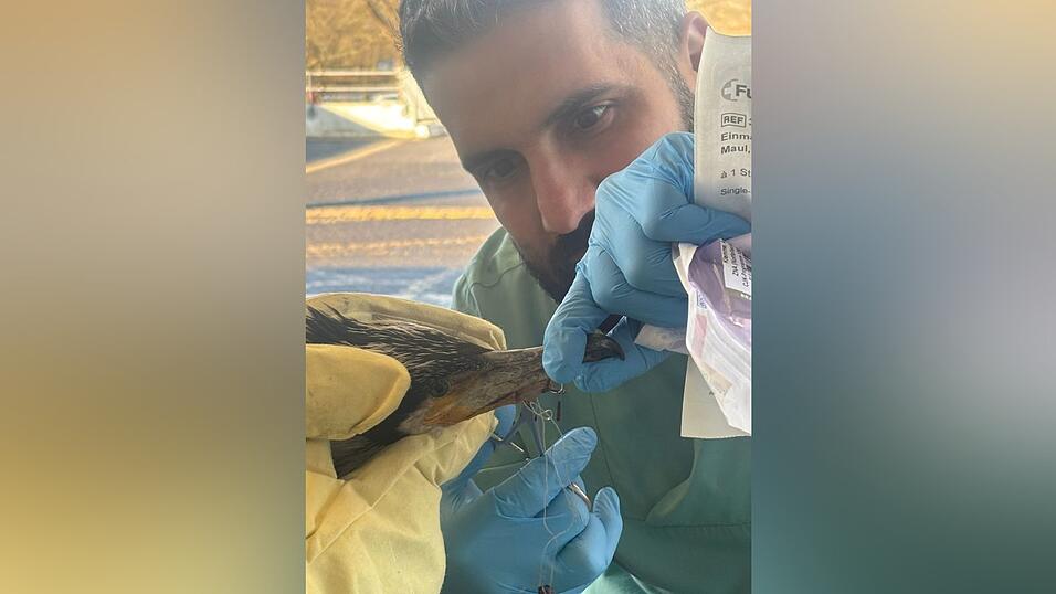 Der Vogel hatte einen für ihn gefährlichen Angelhaken im Schnabel. Der Vogel hatte einen für ihn gefährlichen Angelhaken im Schnabel.