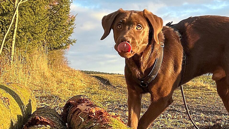 Im Wald oder am Waldrand sollten Hunde keinesfalls von der Leine gelassen werden, damit sie nicht in Kontakt mit einem m&ouml;glicherweise infizierten Wildschwein kommen k&ouml;nnen.