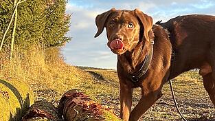 Im Wald oder am Waldrand sollten Hunde keinesfalls von der Leine gelassen werden, damit sie nicht in Kontakt mit einem möglicherweise infizierten Wildschwein kommen können. Im Wald oder am Waldrand sollten Hunde keinesfalls von der Leine gelassen werden, damit sie nicht in Kontakt mit einem möglicherweise infizierten Wildschwein kommen können.