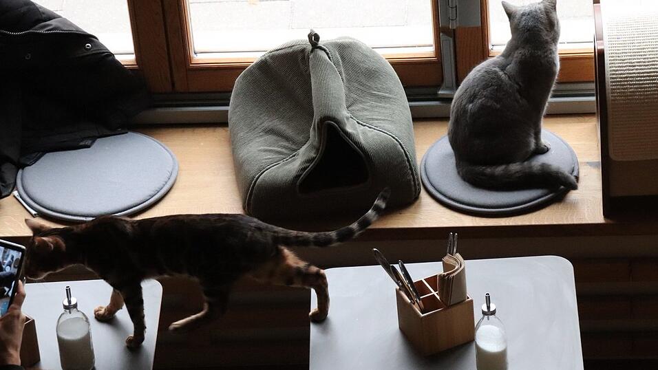 'Kaffee trinken mit Katzen' - das Regensburger Katzencaf&eacute; in der Oberm&uuml;nsterstra&szlig;e hat am 16. Januar er&ouml;ffnet.