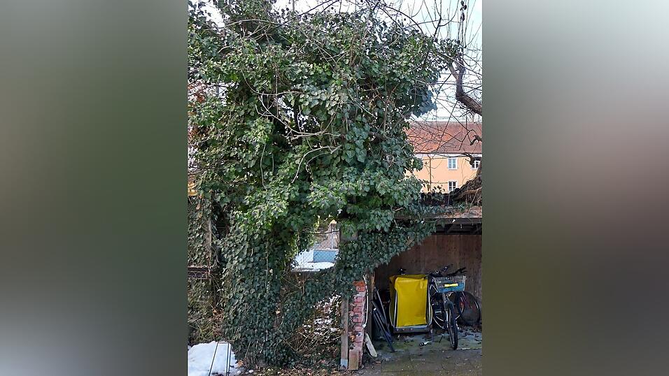 plante dracaena Dracaena Marginata und ihr Topf