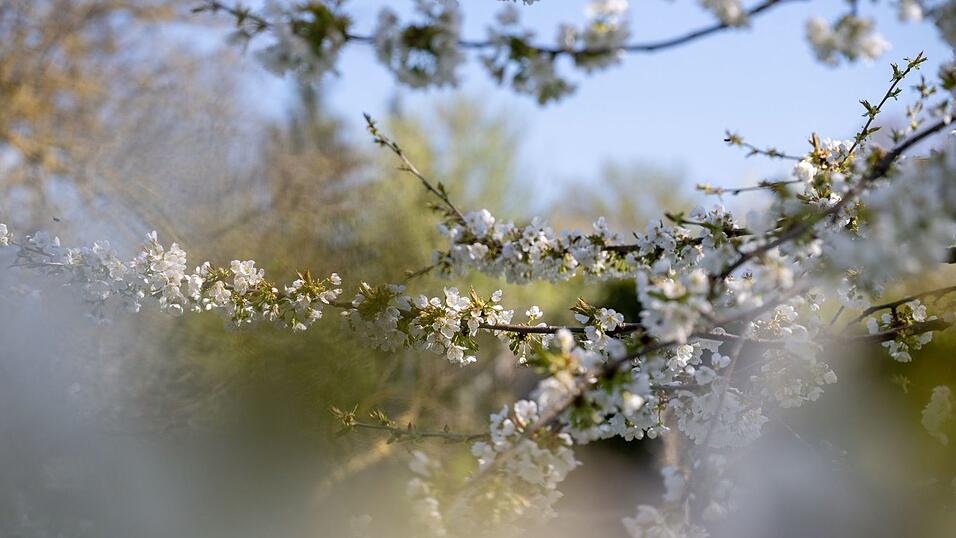Bl&uuml;hende B&auml;ume, wechselhafte Tage &ndash; der April macht seinem Namen alle Ehre. (Archivbild)