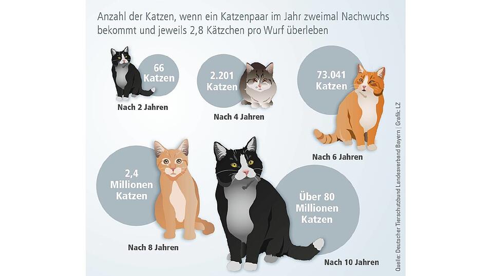Der Deutsche Tierschutzbund hat hochgerechnet, wie sich die Anzahl der Katzen erhöht, wenn sie nicht kastriert werden. Der Deutsche Tierschutzbund hat hochgerechnet, wie sich die Anzahl der Katzen erhöht, wenn sie nicht kastriert werden.