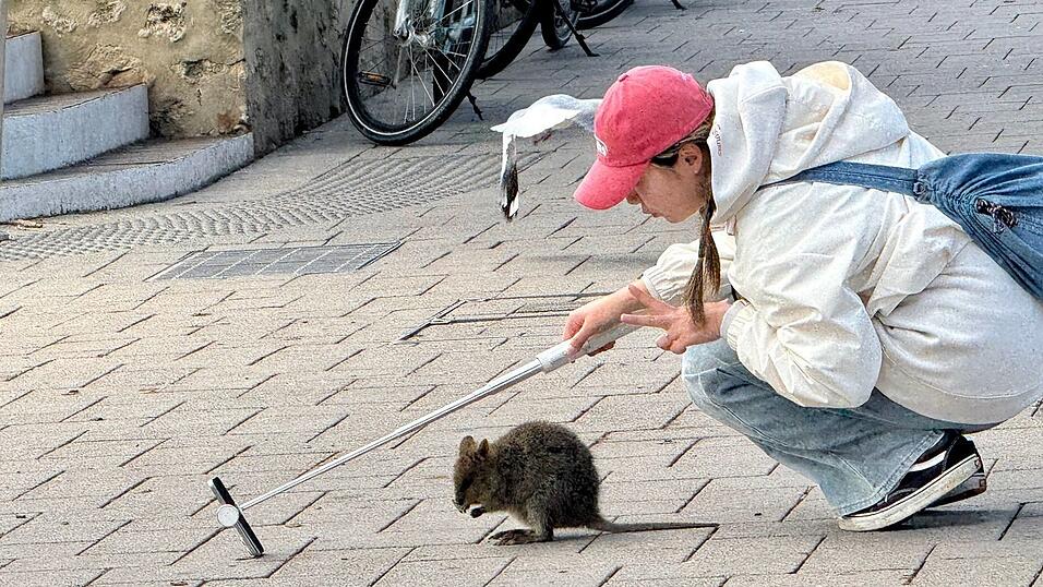 Ein Quokka-Selfie ist heiß begehrt, aber Touristen sollten dabei den nötigen Abstand halten.