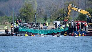 Das Tier bewegte sich durch eine zuvor ausgebaggerte Rinne in die sogenannte Barge, nachdem Helfer ihn zuvor mit Gurten in diese Richtung gezogen hatten.