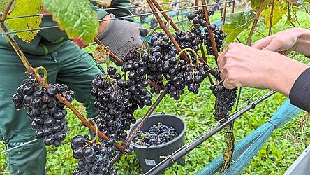 Die Weinlese ist in vollem Gange und das Beste daran ist der Federweiße.
